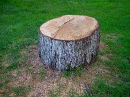 Best Tree Health Inspection  in Scaggsville, MD