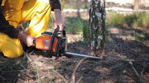 Best Fruit Tree Pruning  in Scaggsville, MD