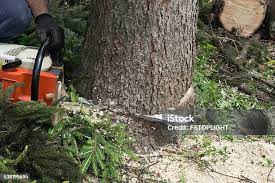 Best Stump Grinding and Removal  in Scaggsville, MD