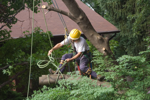 Lawn Watering Services in Scaggsville, MD