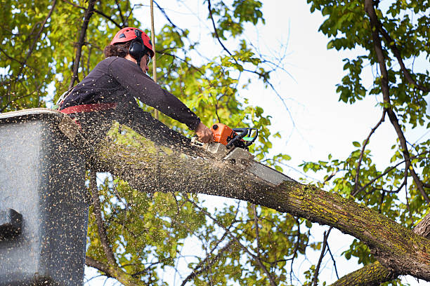 How Our Tree Care Process Works  in  Scaggsville, MD