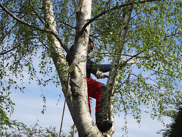 Best Utility Line Clearance  in Scaggsville, MD