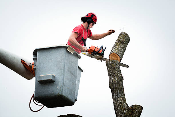 Best Commercial Tree Services  in Scaggsville, MD