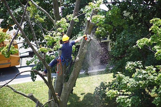 Best Lawn Maintenance Plans  in Scaggsville, MD