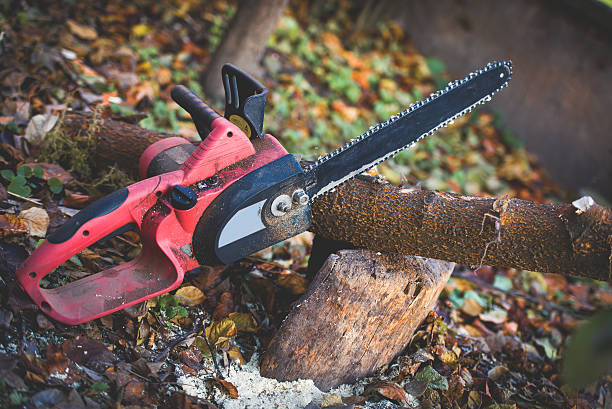 Trusted Scaggsville, MD Tree Care Experts