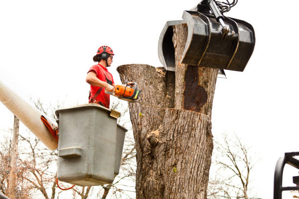 Best Leaf Removal  in Scaggsville, MD
